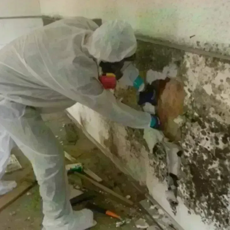 Mold Remediation and Removal in Wayne, PA